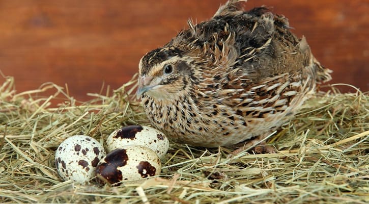 জাপানি কোয়েল (Japanese Quail)